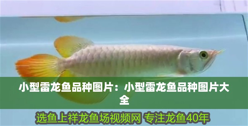 小型雷龍魚品種圖片：小型雷龍魚品種圖片大全