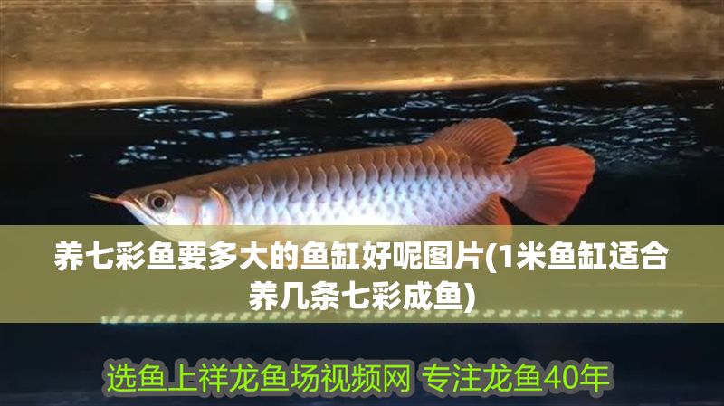 養七彩魚要多大的魚缸好呢圖片(1米魚缸適合養幾條七彩成魚)
