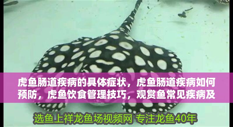虎魚腸道疾病的具體癥狀，虎魚腸道疾病如何預防，虎魚飲食管理技巧，觀賞魚常見疾病及防治