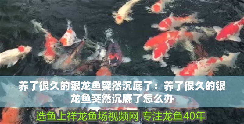 養了很久的銀龍魚突然沉底了:養了很久的銀龍魚突然沉底了怎么辦 水族問答 養了很久的銀龍魚突然沉底了:養了很久的銀龍魚突然沉底了怎么辦 養了很久的銀龍魚突然沉底了:養了很久的銀龍魚突然沉底了怎么辦 水族問答