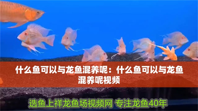 什么魚可以與龍魚混養呢：什么魚可以與龍魚混養呢視頻