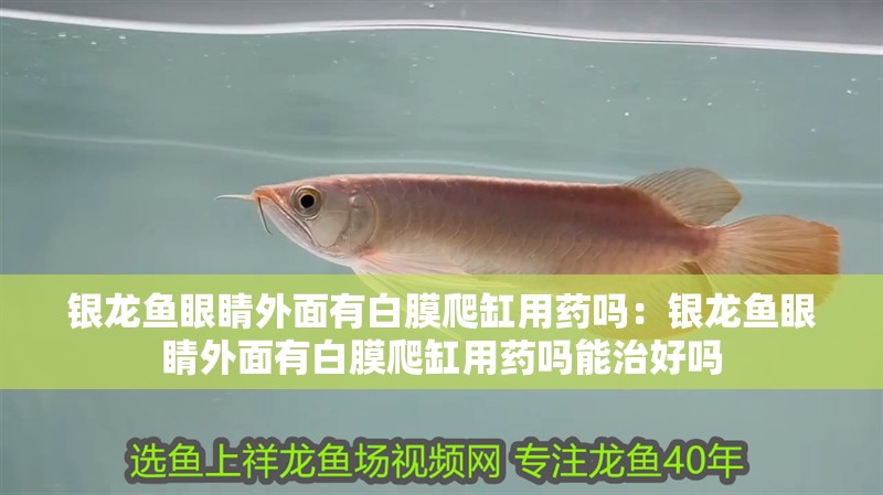 銀龍魚眼睛外面有白膜爬缸用藥嗎：銀龍魚眼睛外面有白膜爬缸用藥嗎能治好嗎