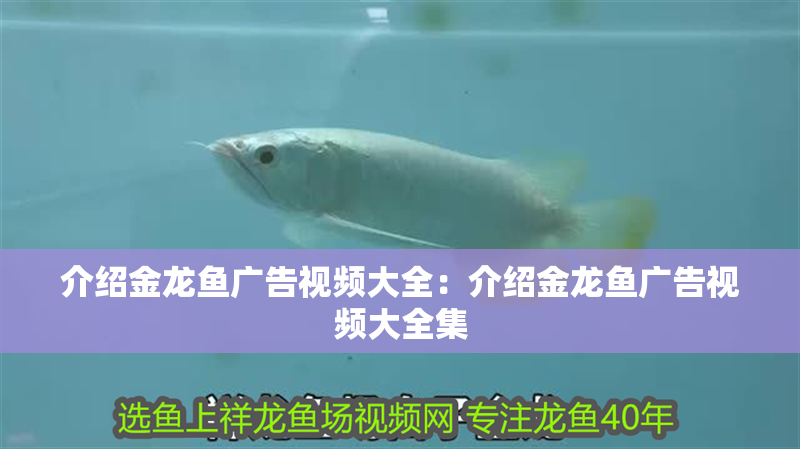 介紹金龍魚廣告視頻大全：介紹金龍魚廣告視頻大全集