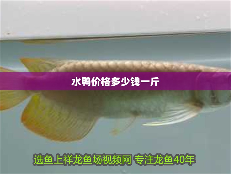 水鴨價格多少錢一斤 水鴨價格多少錢一斤 水鴨魚缸 第1張