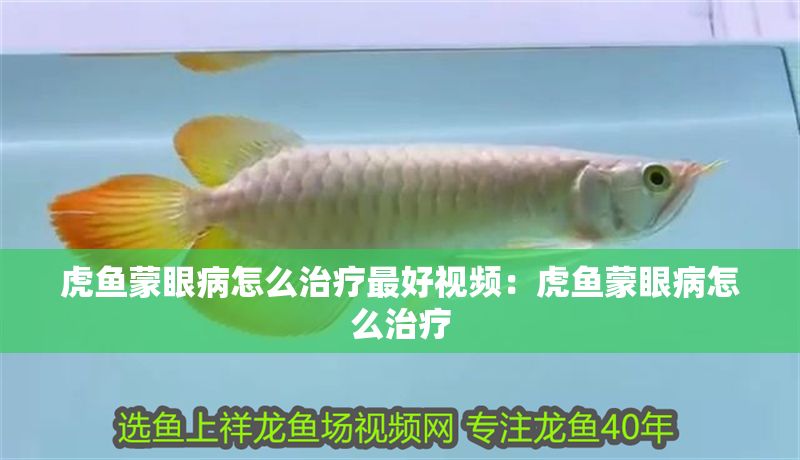 虎魚蒙眼病怎么治療最好視頻：虎魚蒙眼病怎么治療