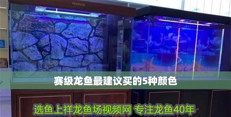 賽級龍魚最建議買的5種顏色 賽級龍魚最建議買的5種顏色 龍魚百科 第1張