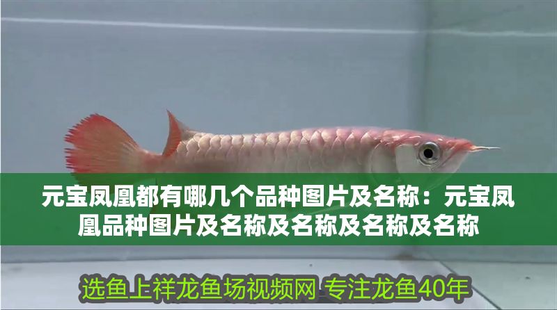 元寶鳳凰都有哪幾個(gè)品種圖片及名稱：元寶鳳凰品種圖片及名稱及名稱及名稱及名稱