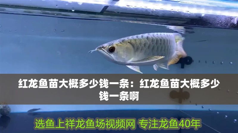 紅龍魚苗大概多少錢一條：紅龍魚苗大概多少錢一條啊