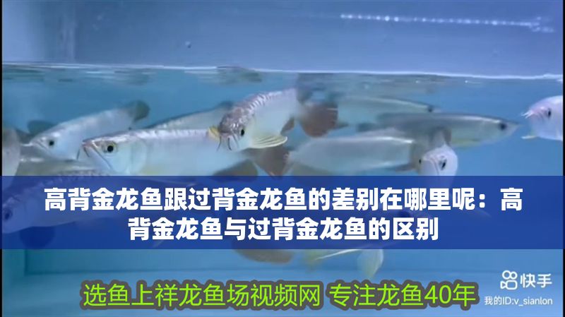 高背金龍魚跟過背金龍魚的差別在哪里呢：高背金龍魚與過背金龍魚的區別