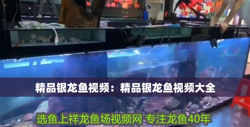 精品銀龍魚視頻：精品銀龍魚視頻大全 精品銀龍魚視頻：精品銀龍魚視頻大全 水族問答