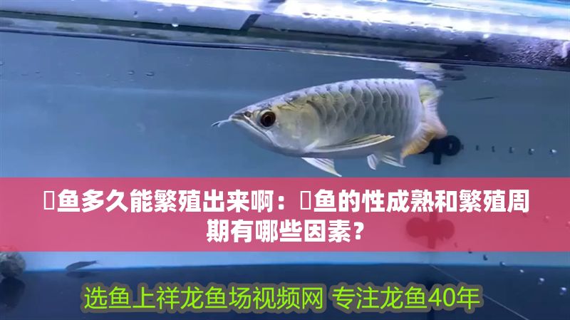 魟魚多久能繁殖出來啊：魟魚的性成熟和繁殖周期有哪些因素？