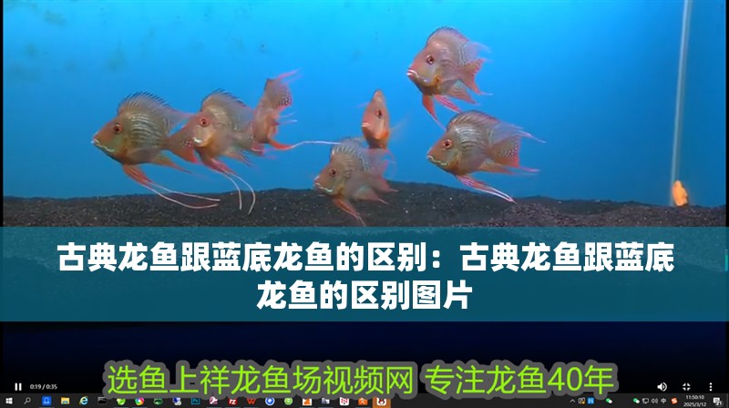 古典龍魚跟藍(lán)底龍魚的區(qū)別：古典龍魚跟藍(lán)底龍魚的區(qū)別圖片 古典龍魚跟藍(lán)底龍魚的區(qū)別：古典龍魚跟藍(lán)底龍魚的區(qū)別圖片 水族問(wèn)答