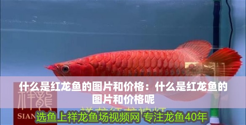什么是紅龍魚的圖片和價格：什么是紅龍魚的圖片和價格呢