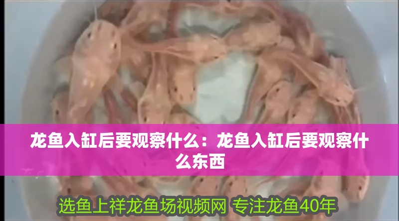 龍魚(yú)入缸后要觀察什么：龍魚(yú)入缸后要觀察什么東西