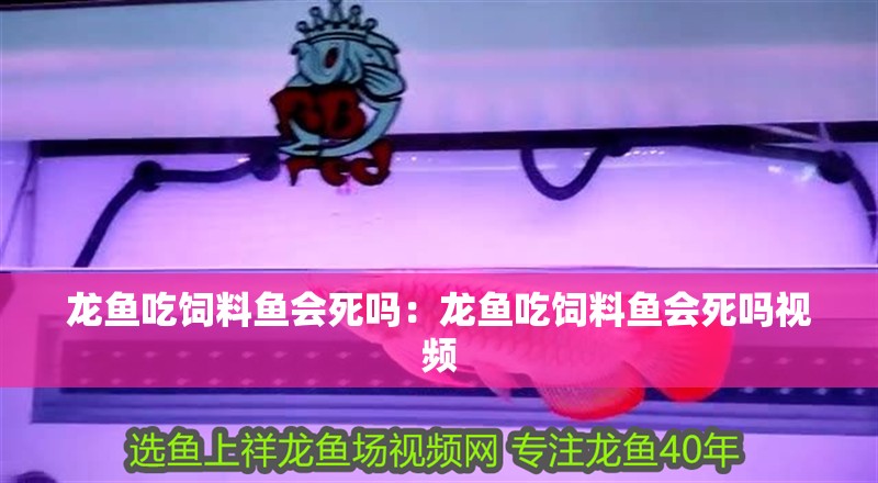 龍魚吃飼料魚會死嗎：龍魚吃飼料魚會死嗎視頻