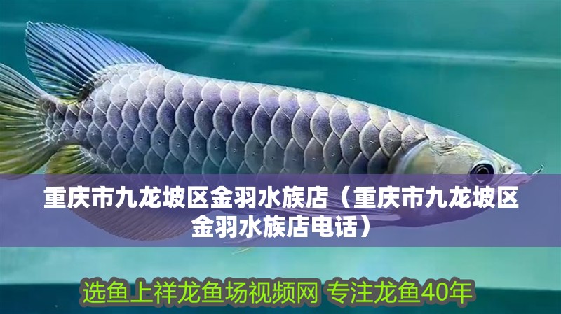 重慶市九龍坡區(qū)金羽水族店（重慶市九龍坡區(qū)金羽水族店電話）