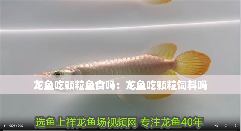 龍魚吃顆粒魚食嗎：龍魚吃顆粒飼料嗎