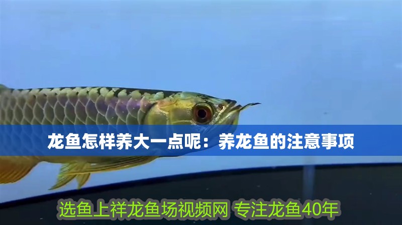 龍魚怎樣養大一點呢：養龍魚的注意事項