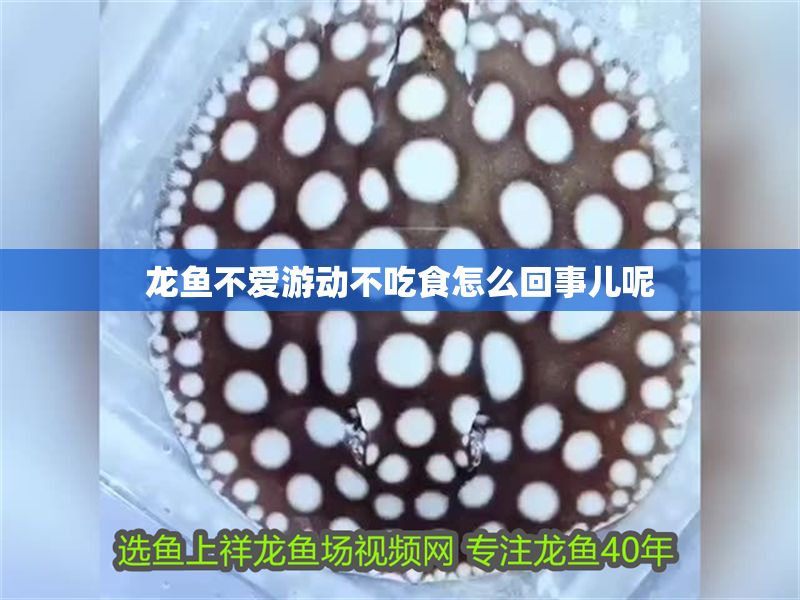 龍魚不愛游動不吃食怎么回事兒呢