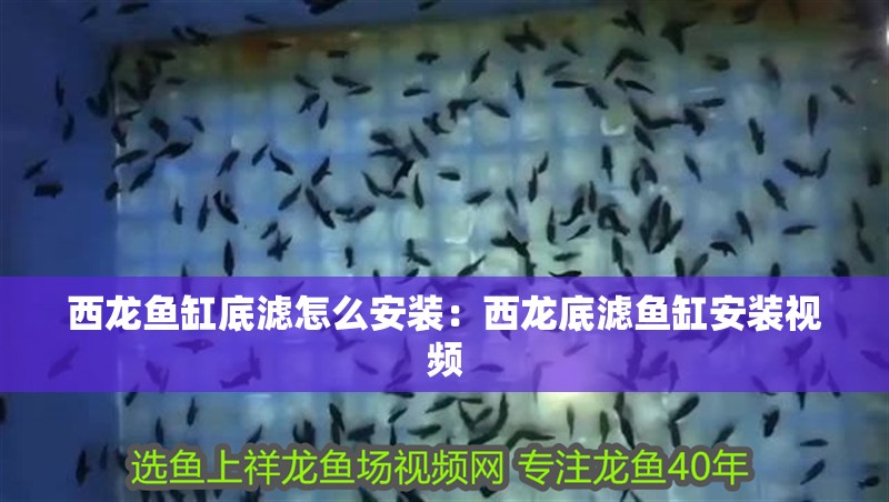 西龍魚缸底濾怎么安裝：西龍底濾魚缸安裝視頻 西龍魚缸底濾怎么安裝：西龍底濾魚缸安裝視頻 水族問答