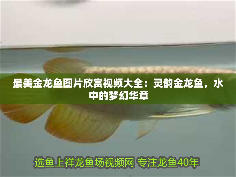 最美金龍魚圖片欣賞視頻大全：靈韻金龍魚，水中的夢幻華章