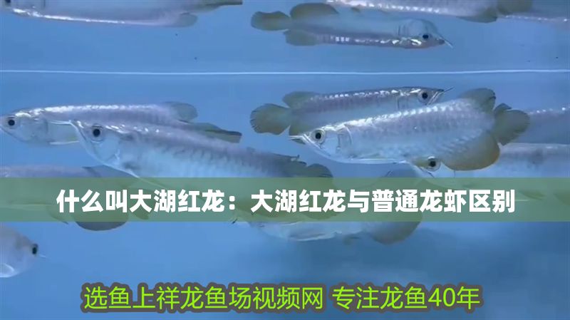 什么叫大湖紅龍：大湖紅龍與普通龍蝦區(qū)別