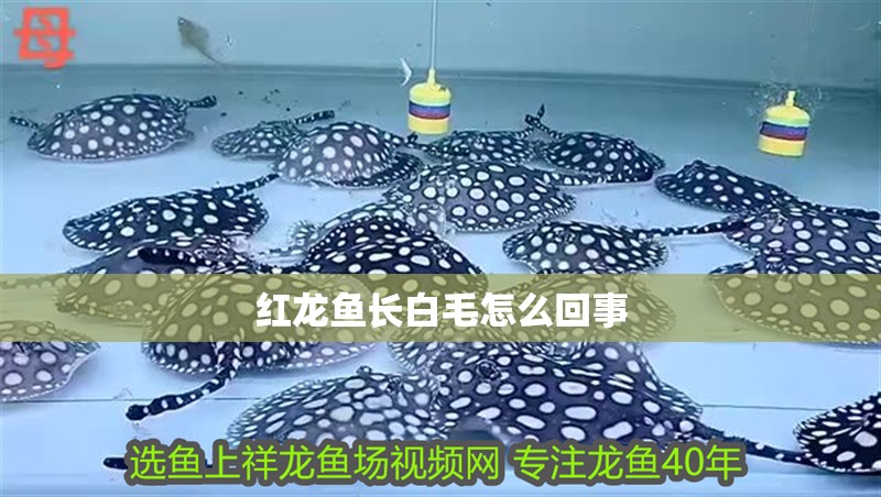 紅龍魚長白毛怎么回事 紅龍魚長白毛怎么回事 龍魚百科 第1張