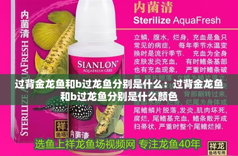 過背金龍魚和b過龍魚分別是什么：過背金龍魚和b過龍魚分別是什么顏色 過背金龍魚和b過龍魚分別是什么：過背金龍魚和b過龍魚分別是什么顏色 水族問答