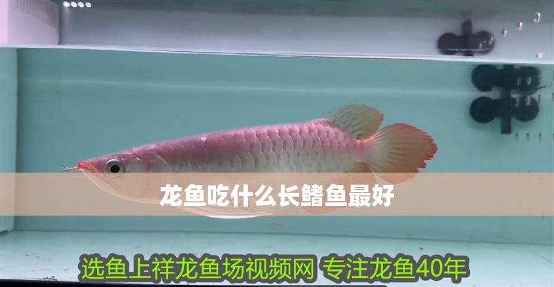 龍魚吃什么長鰭魚最好