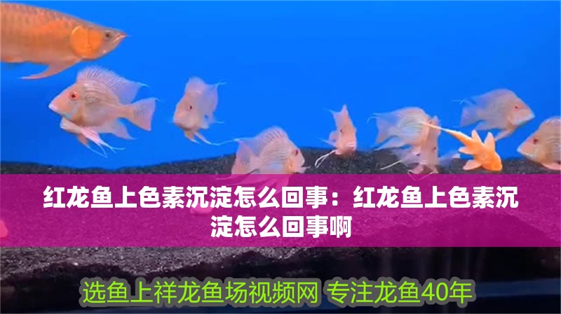 紅龍魚(yú)上色素沉淀怎么回事：紅龍魚(yú)上色素沉淀怎么回事啊