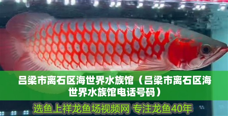 呂梁市離石區海世界水族館（呂梁市離石區海世界水族館電話號碼）