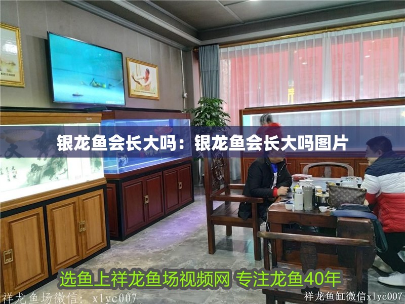 銀龍魚會長大嗎：銀龍魚會長大嗎圖片