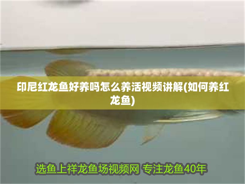 印尼紅龍魚好養嗎怎么養活視頻講解(如何養紅龍魚)