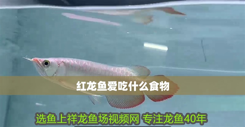 紅龍魚愛吃什么食物
