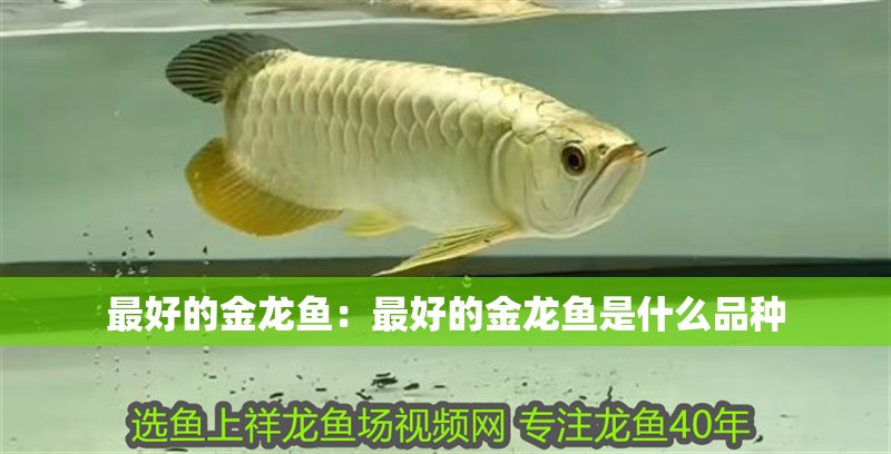 最好的金龍魚:最好的金龍魚是什么品種 水族問答 最好的金龍魚:最好的金龍魚是什么品種 最好的金龍魚:最好的金龍魚是什么品種 水族問答