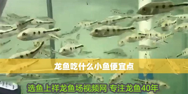 龍魚吃什么小魚便宜點
