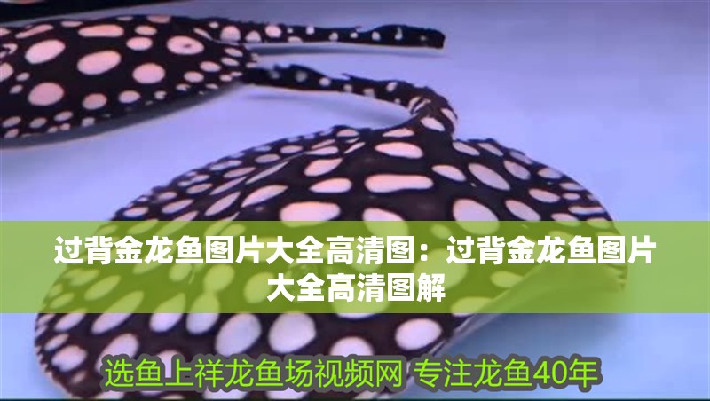 過背金龍魚圖片大全高清圖：過背金龍魚圖片大全高清圖解 過背金龍魚圖片大全高清圖：過背金龍魚圖片大全高清圖解 水族問答
