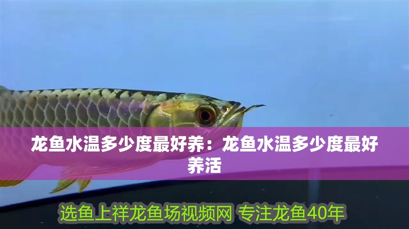 龍魚水溫多少度最好養(yǎng)：龍魚水溫多少度最好養(yǎng)活