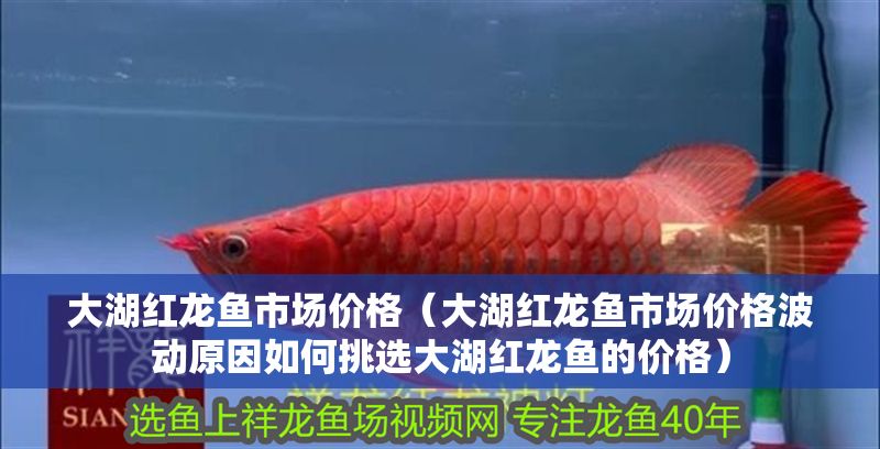 大湖紅龍魚市場價格（大湖紅龍魚市場價格波動原因如何挑選大湖紅龍魚的價格）