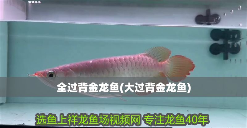全過背金龍魚(大過背金龍魚)