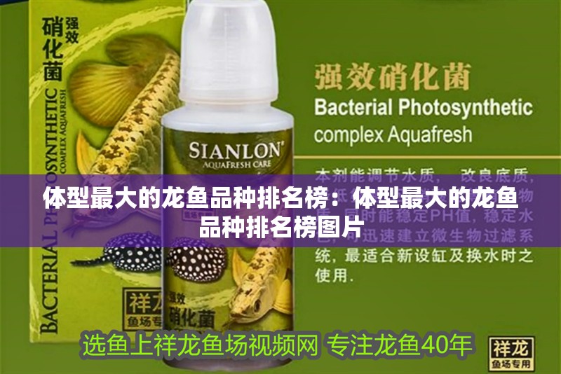 體型最大的龍魚品種排名榜：體型最大的龍魚品種排名榜圖片 體型最大的龍魚品種排名榜：體型最大的龍魚品種排名榜圖片 水族問答