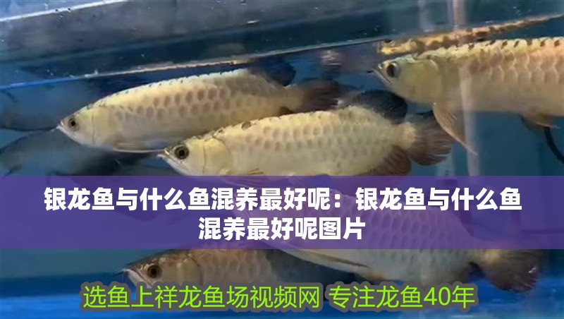 銀龍魚與什么魚混養(yǎng)最好呢：銀龍魚與什么魚混養(yǎng)最好呢圖片 銀龍魚與什么魚混養(yǎng)最好呢：銀龍魚與什么魚混養(yǎng)最好呢圖片 水族問答