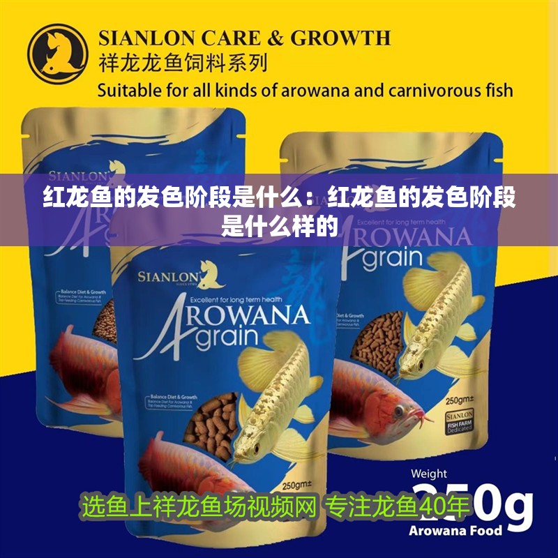 紅龍魚的發(fā)色階段是什么：紅龍魚的發(fā)色階段是什么樣的