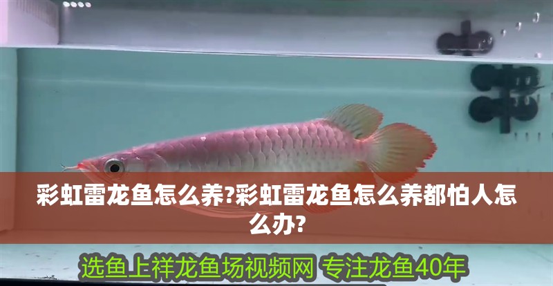 彩虹雷龍魚怎么養(yǎng)?彩虹雷龍魚怎么養(yǎng)都怕人怎么辦? 彩虹雷龍魚怎么養(yǎng)?彩虹雷龍魚怎么養(yǎng)都怕人怎么辦? 水族問答