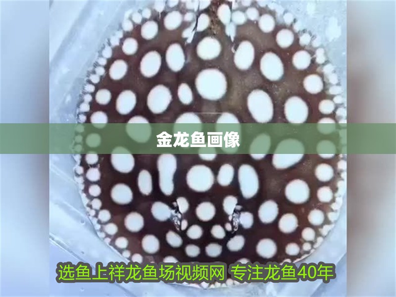 金龍魚畫像 龍魚百科 第2張 金龍魚畫像 金龍魚畫像 龍魚百科 第2張