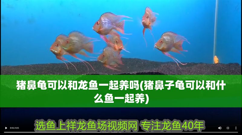 豬鼻龜可以和龍魚一起養(yǎng)嗎(豬鼻子龜可以和什么魚一起養(yǎng))