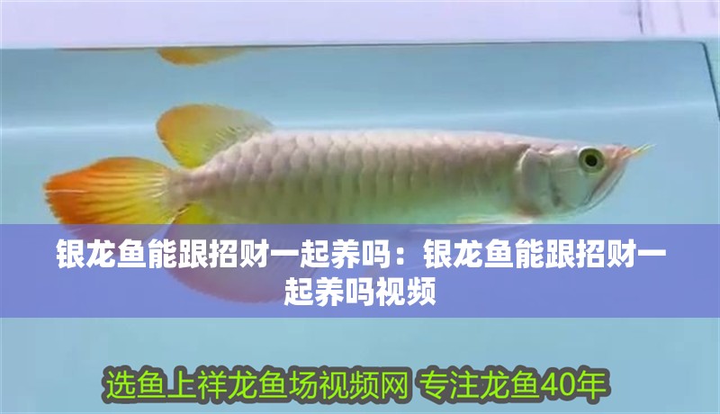 銀龍魚能跟招財一起養嗎：銀龍魚能跟招財一起養嗎視頻 銀龍魚能跟招財一起養嗎：銀龍魚能跟招財一起養嗎視頻 水族問答