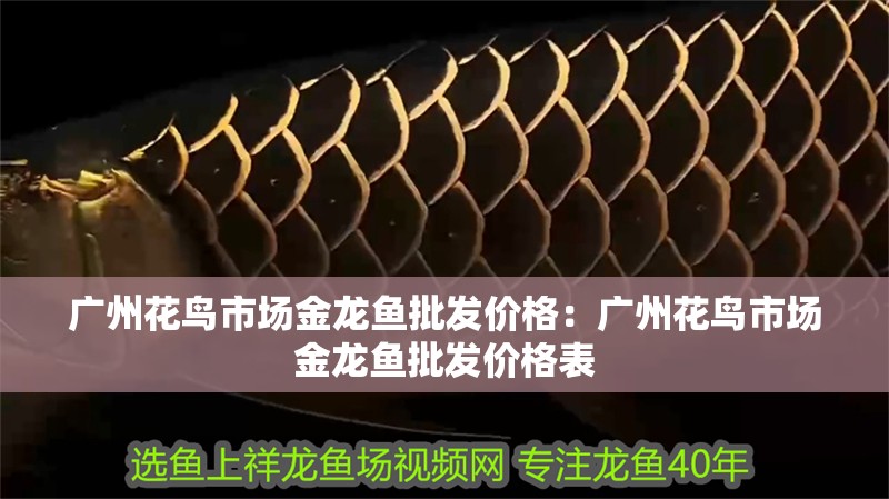 廣州花鳥市場金龍魚批發價格：廣州花鳥市場金龍魚批發價格表