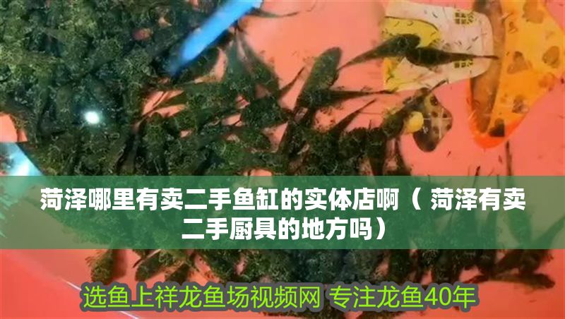 菏澤哪里有賣二手魚缸的實(shí)體店啊（ 菏澤有賣二手廚具的地方嗎）