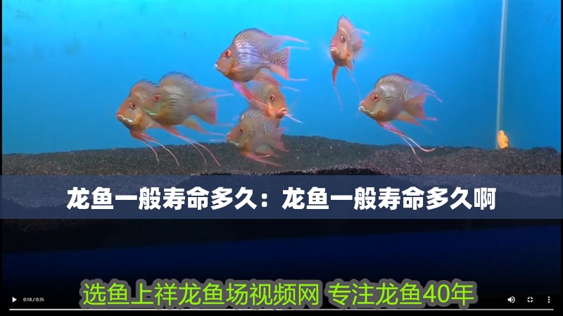 龍魚一般壽命多久：龍魚一般壽命多久啊